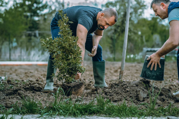 Best Professional Tree Care  in Broad Creek, NC